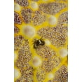 thumbnail image 2 of Shimlock, Jones 11x14 White Modern Wood Framed Museum Art Print Titled - Indonesia, Lembeh Strait Crab on sea star, 2 of 4