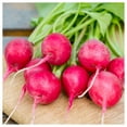 thumbnail image 2 of Everwilde Farms - 1/4 lb Pink Celebration Radish Seeds - Gold Vault Bulk Seed Packet, 2 of 3