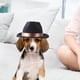 thumbnail image 5 of Sombrero de vaquero Zulema para mascotas negro, 5 of 7