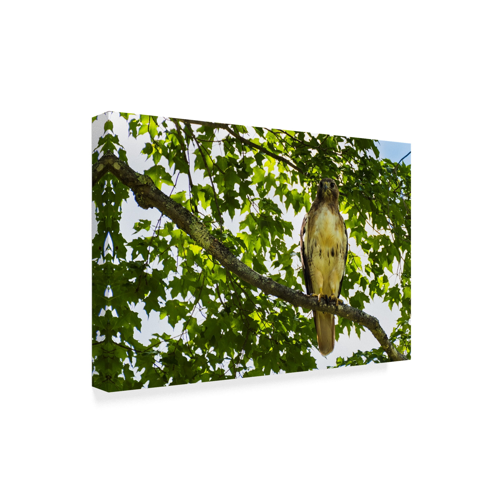 Trademark Fine Art 'Red Tailed Hawk Right' Canvas Art by Brenda Petrella Photography Llc