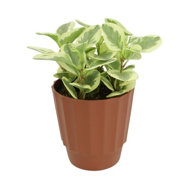 Element by Altman Plants 6in Variegated Peperomia Plant in H20 Self Watering Pot