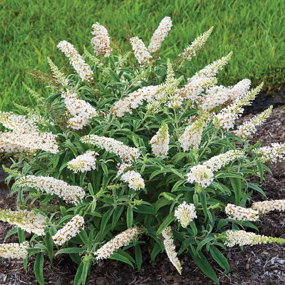 Direct Gardening Profusion White Flowering Butterfly Bush Buddleia Dormant Bare Root Starter Shrub