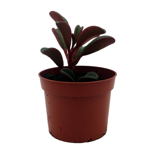 Ruby Glow Peperomia Plant - Peperomia graveolens - 2.5" Pot