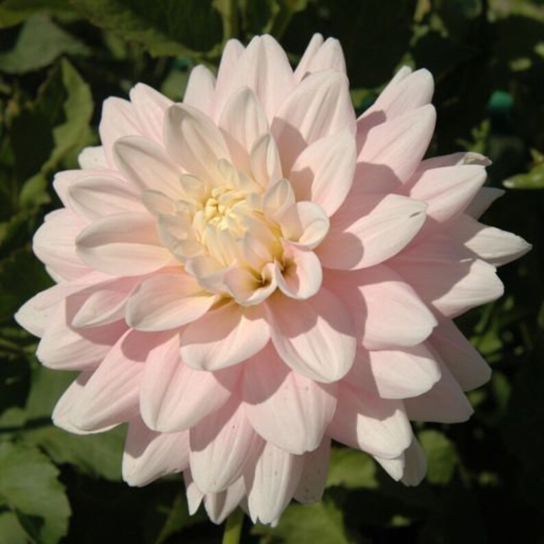 40 Seeds Charlotte Mae Dahlia Seeds Pollinator Friendly Heirloom Flower Seeds Mix to Plant
