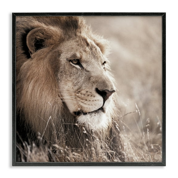 Stupell Industries Strong Gazing Lion Animals & Insects Photography Black Framed Art Print Wall Art, 12 x 12