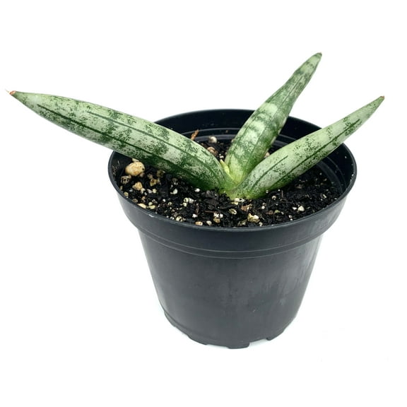 Sansaveria Starfish Live Potted House Plants Succulents Sansaveria Cylindrica, 4" Pot