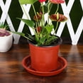 thumbnail image 4 of unbranded 10Ud Plant Saucer Plástico Resistente Para Plantas Interiores Con Para Recoger, 4 of 7