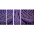 thumbnail image 2 of Texture de Fleur de Lavande en Floraison, 2 of 3