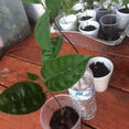 thumbnail image 6 of Live Jackfruit Tree, 7-12'' Tall, Sweet Tropical Plant Live, Edible Fruit Tree for Growing, 6 of 6