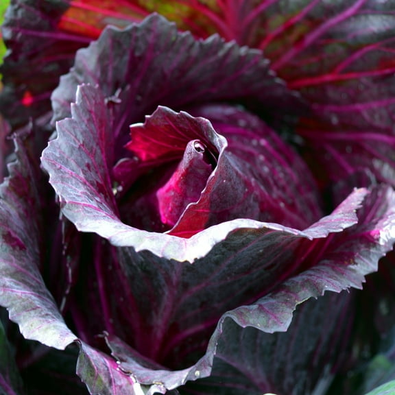 Red Rock Cabbage Seeds - 500 Count Seed Pack - A Hearty, Late-Harvest Variety That's flavorful and Sweet - Country Creek LLC