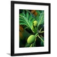 thumbnail image 1 of Breadfruit tree on Jamaica, Botanical Scenic Framed Art Print Wall Art by Rainer Hackenberg Sold by Art.Com, 1 of 5