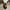 Black, variant on Robot Dog Toys Interactive Electronic Plush Puppy Sound Control Teddy Walk Bark with Music Touching Control Robotic Animal Pet