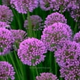 thumbnail image 3 of Allium Millenium, Millenium, Ornamental Onion - Pot Size: 3.5" - Flowers, 3 of 8