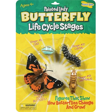Insect Lore Butterfly Life Cycle Stages