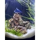 thumbnail image 2 of Sustrato Aqua Natural Sugar White Sand 9 kg para acuarios, 2 of 3