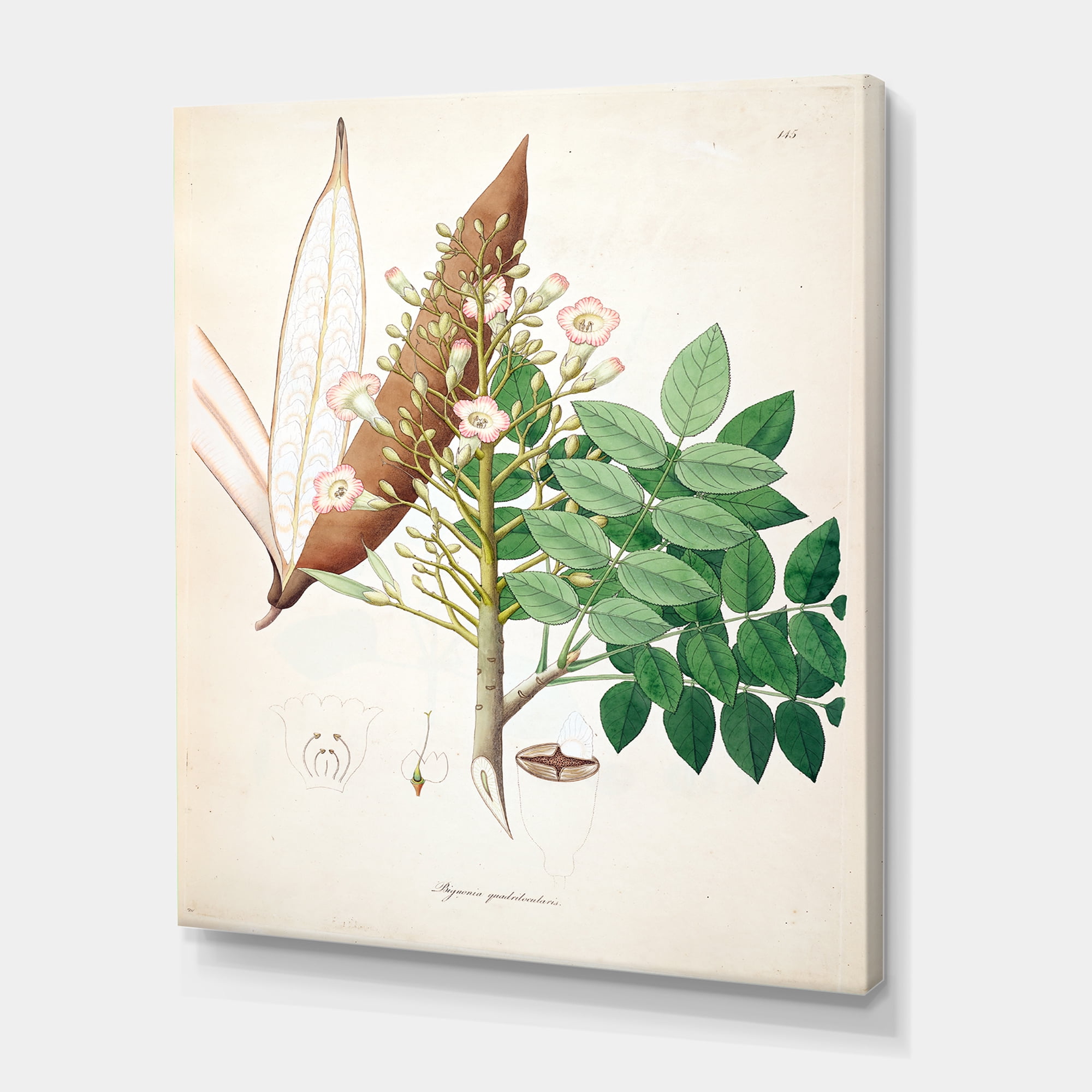 Designart ' Ancient Botanicals IX ' Farmhouse Canvas Wall Art Print