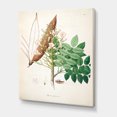 thumbnail image 3 of Designart ' Ancient Botanicals IX ' Farmhouse Canvas Wall Art Print, 3 of 4