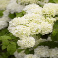 thumbnail image 5 of Chinese Snowball Viburnum Live Shrubs, Large White Blooms, 5 of 6