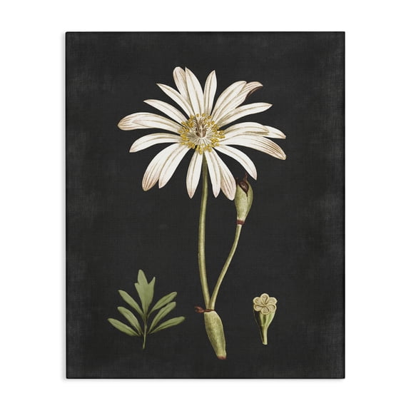 Stupell Industries French Country Botanical Drawing White Flower On Black Design Canvas Art, 36 x 48, by Lettered and Lined