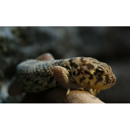 LAMINATED POSTER Lowkey Reptile Rough Scincus Terrarium Wonder Gecko Poster Print 24 x