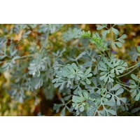 Plant Common Rue Herb-of-grace Ruta Graveolens Herb Poster Print 24 x 36