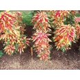 thumbnail image 2 of 150 TRICOLOR AMARANTHUS PERFECTA Summer Poinsettia Amaranth Flower Seeds *CombSH, 2 of 3