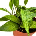 thumbnail image 2 of Hoya Rangsan, 6 inch Latifolia, Pink Flower Vining Wax Plant, 2 of 8