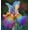 D, variant on Hardy Perennial - Iris Bulbs/Roots - Low Maintenance - Ideal for Garden Borders, Plant Hangers