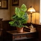 thumbnail image 4 of Artificial de Palmera, Plantas Falsas Grandes, Decoración de Plantas Artificiales, Artificiales de Palmera con Hojas, 4 of 4