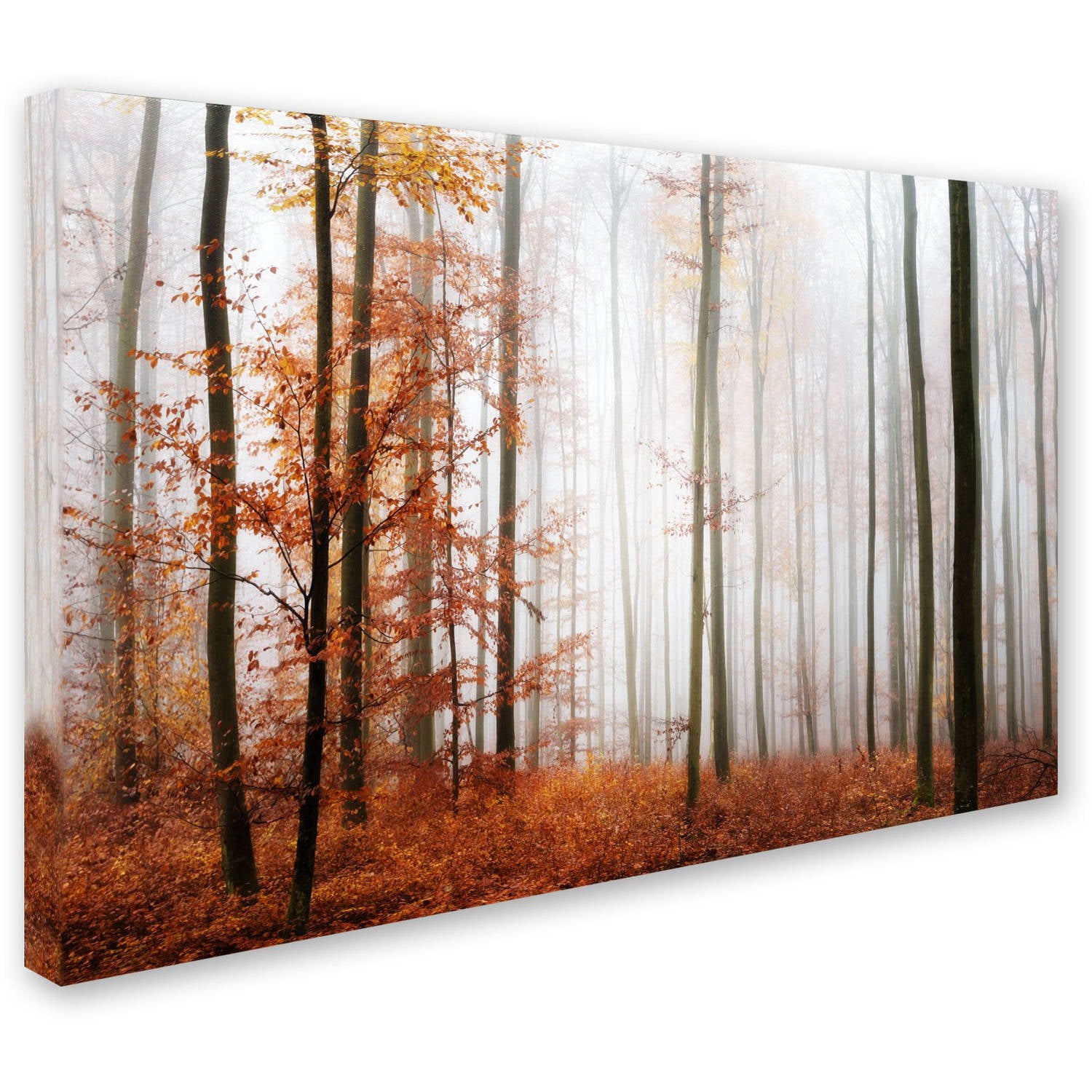 Trademark Fine Art "Forest Corner" Canvas Art by Philippe Sainte-Laudy