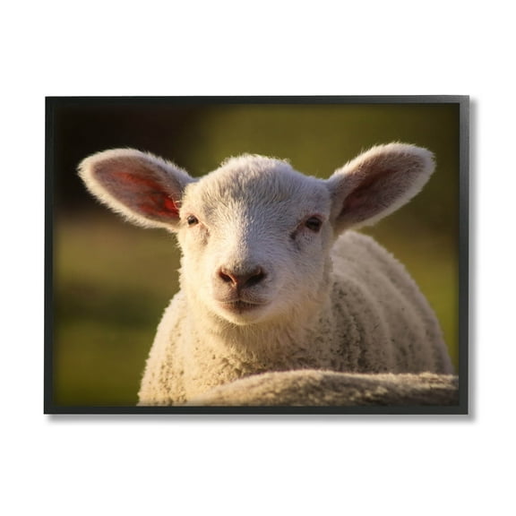 Stupell Industries Gazing Farm Sheep Photograph Photograph Black Framed Art Print Wall Art, Design by Daphne Polselli