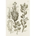 thumbnail image 2 of Vision Studio 17x24 Black Ornate Wood Framed with Double Matting Museum Art Print Titled - Sepia Botanical Journal VIII, 2 of 4