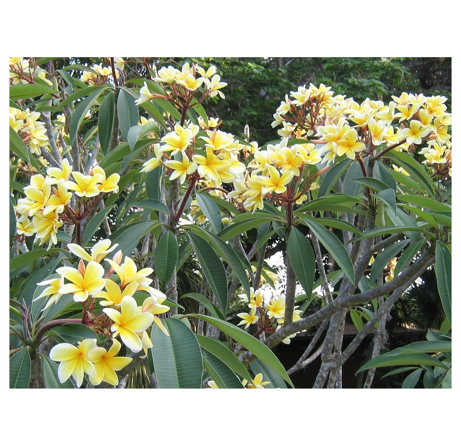 BULYAXIA Plumeria Plant 10 in Yellow Frangipani Plumeria Live Plants, Fragrant