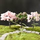 thumbnail image 5 of Decoración hogareña Árbol de simulación de Gwong Sin riego Exquisito Obras de trabajo Sakura Árbol Micro Paisaje Ajuste Árbol pequeño para el hogar Gwong 21080688, 5 of 6