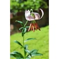 thumbnail image 4 of 15 Seeds WESTERN HYBRIDS LILY Tiger, Leopard, Lemon, Alpine, Kellogg - Mixed Colors Pink, Red, Yellow, Orange - Native Lilium Flower Seeds, 4 of 11