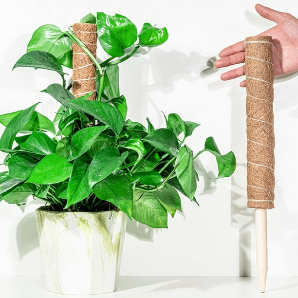 Flmtop Poteau de plante grimpante d'intérieur Support de plante en bâton de  mousse de coco pratique pour plantes grimpantes 