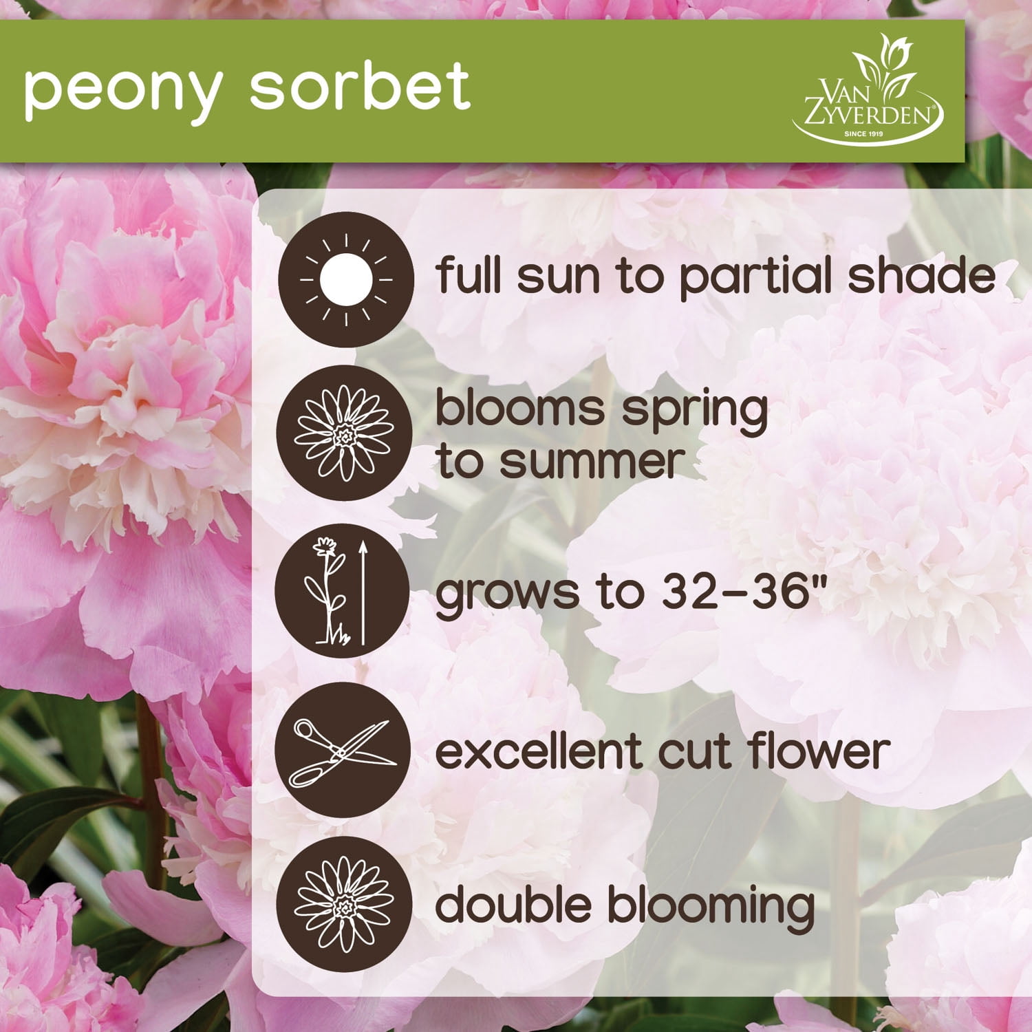 Expert Gardener Dormant Peony Sorbet Bare Root, Multi-Color Perennial
