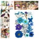 thumbnail image 5 of flores prensadas secas Flores prensadas secas para DIY Resina Relleno Joyería Decoración, 5 of 7