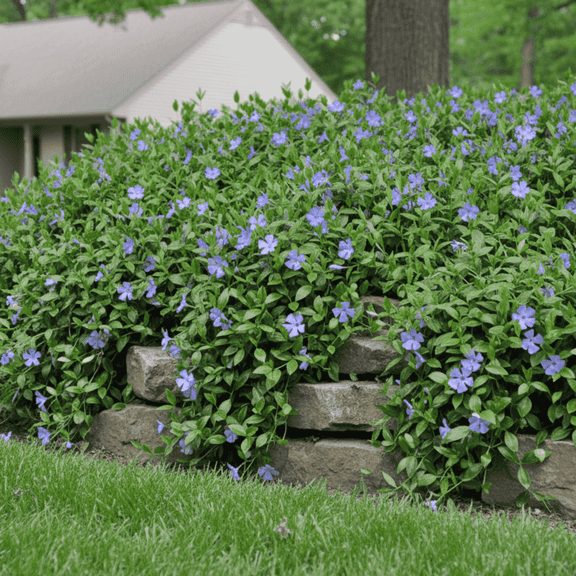 30 Perennial Vinca Bowles Periwinkle Landscape Shade Plants - Deer Rabbit Resistant - Drought Tolerant - Groundcover