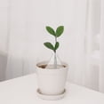 thumbnail image 4 of unbranded 10Ud Cubierta De Plástico Para Plantas Protección Frío Y En Jardín, 4 of 8