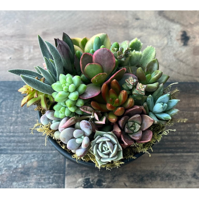 Surfside Succulents Rainbow Road Potted Succulent Garden, Colorful Live  Plants in 4x4 Black Pot - Walmart.com