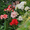 i, variant on Amaryllis bulbs   Home Garden Decoration Bright for Planting Perennials Bulbs for Planting Pots to Grow