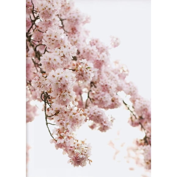 Spring Flowers Sunflower Peony Lavender Sakura High Quality Photography Poster Canvas Paintings Wall Art HD Pictures Home Decor50 x 70 cm, unframed,SKU-09