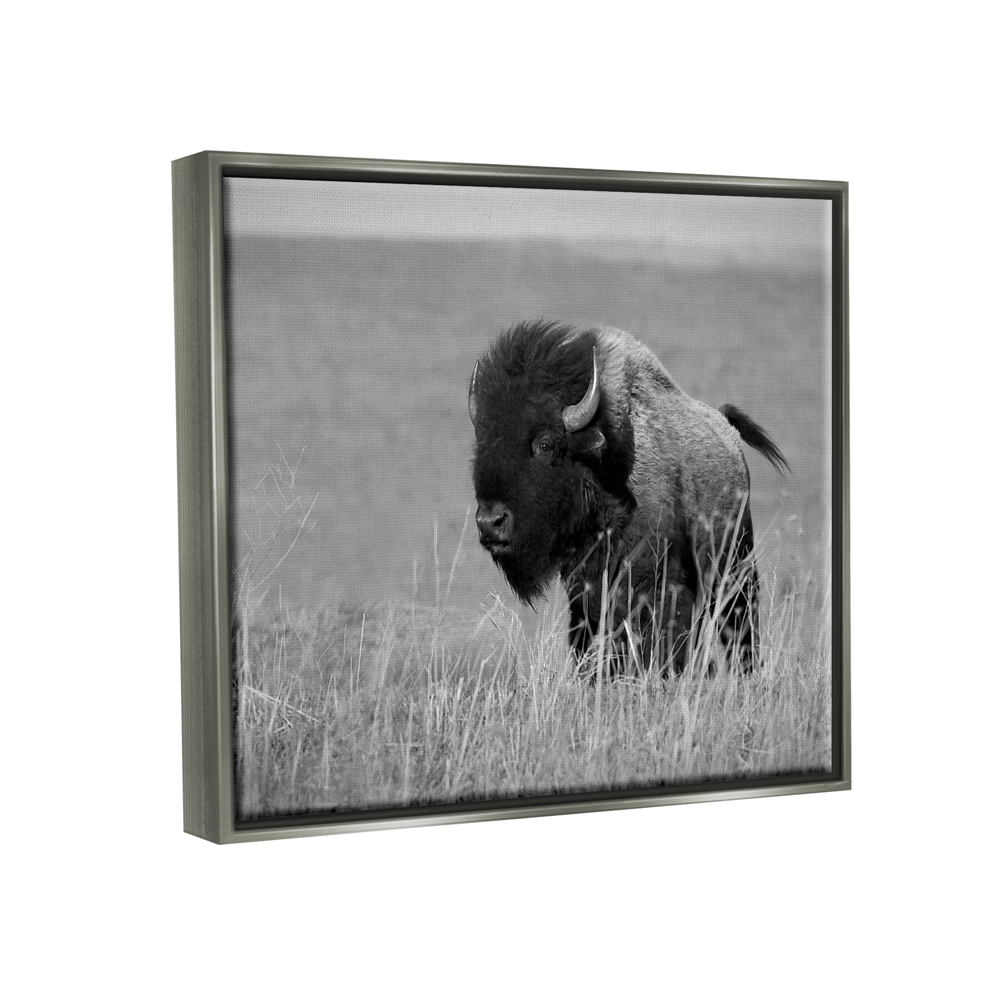 Stupell Industries Bison Grazing in Field Animals & Insects Photography Gray Floater Framed Canvas Art Print Wall Art, 21 x 17