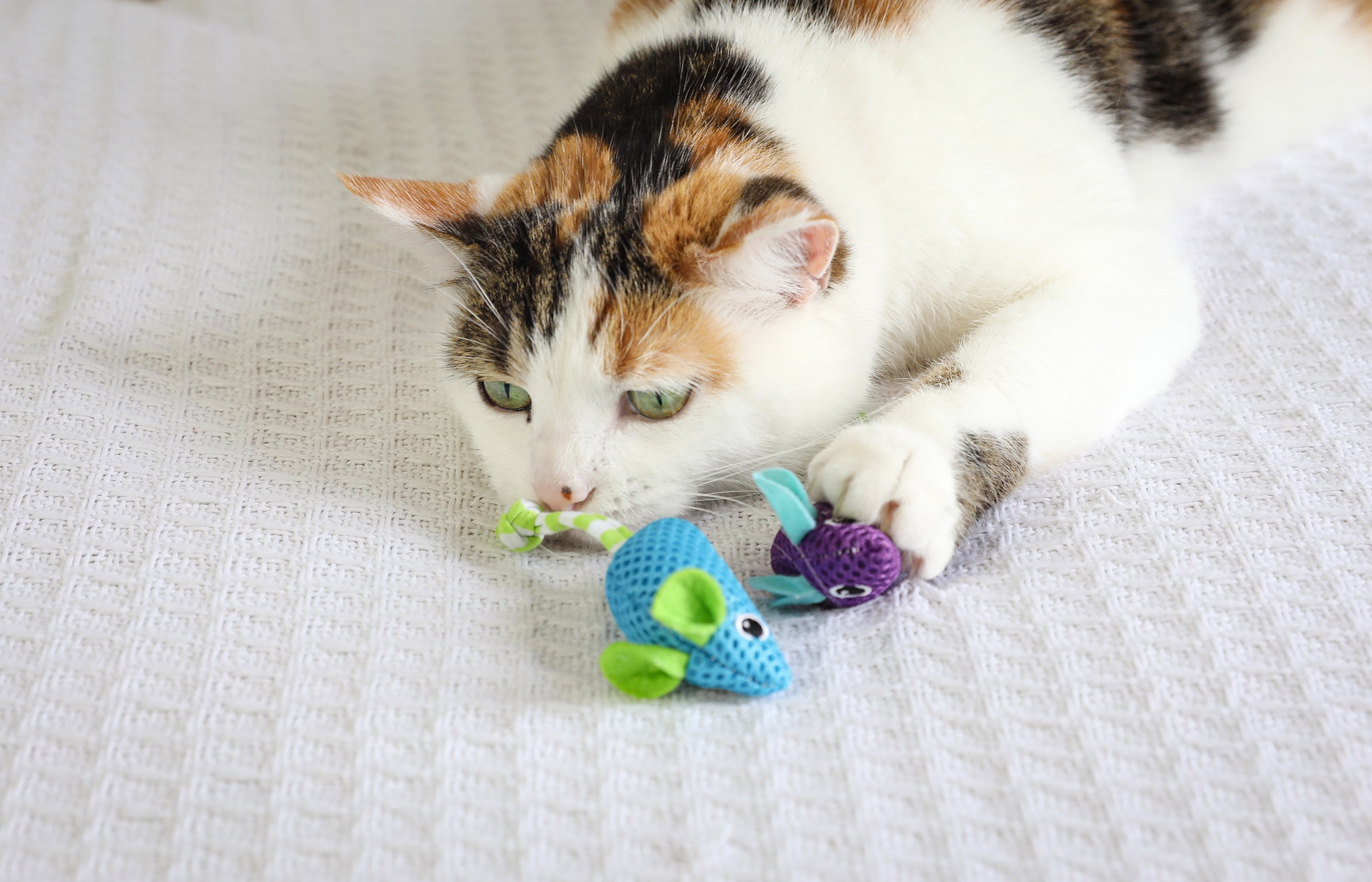 Quirky Kitty Ocean Cool Cool Mice Hunt and Chase Catnip Cat Toy, Pack of 5