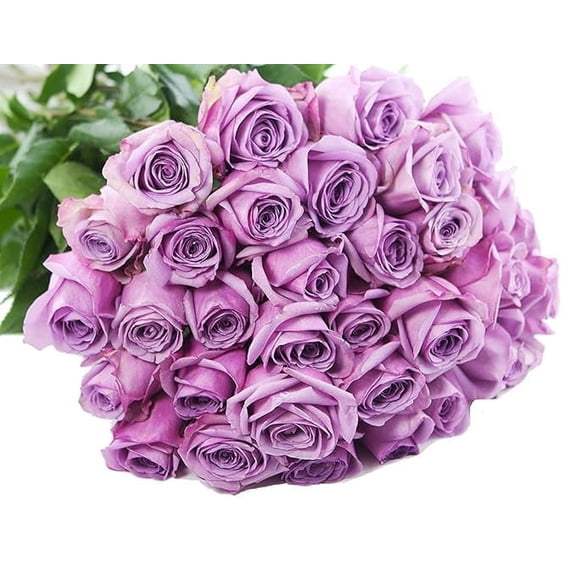 KaBloom : Fresh 50 Purple Roses Wholesale Fresh Flowers, Next-Day Delivery, Gift for all occasions