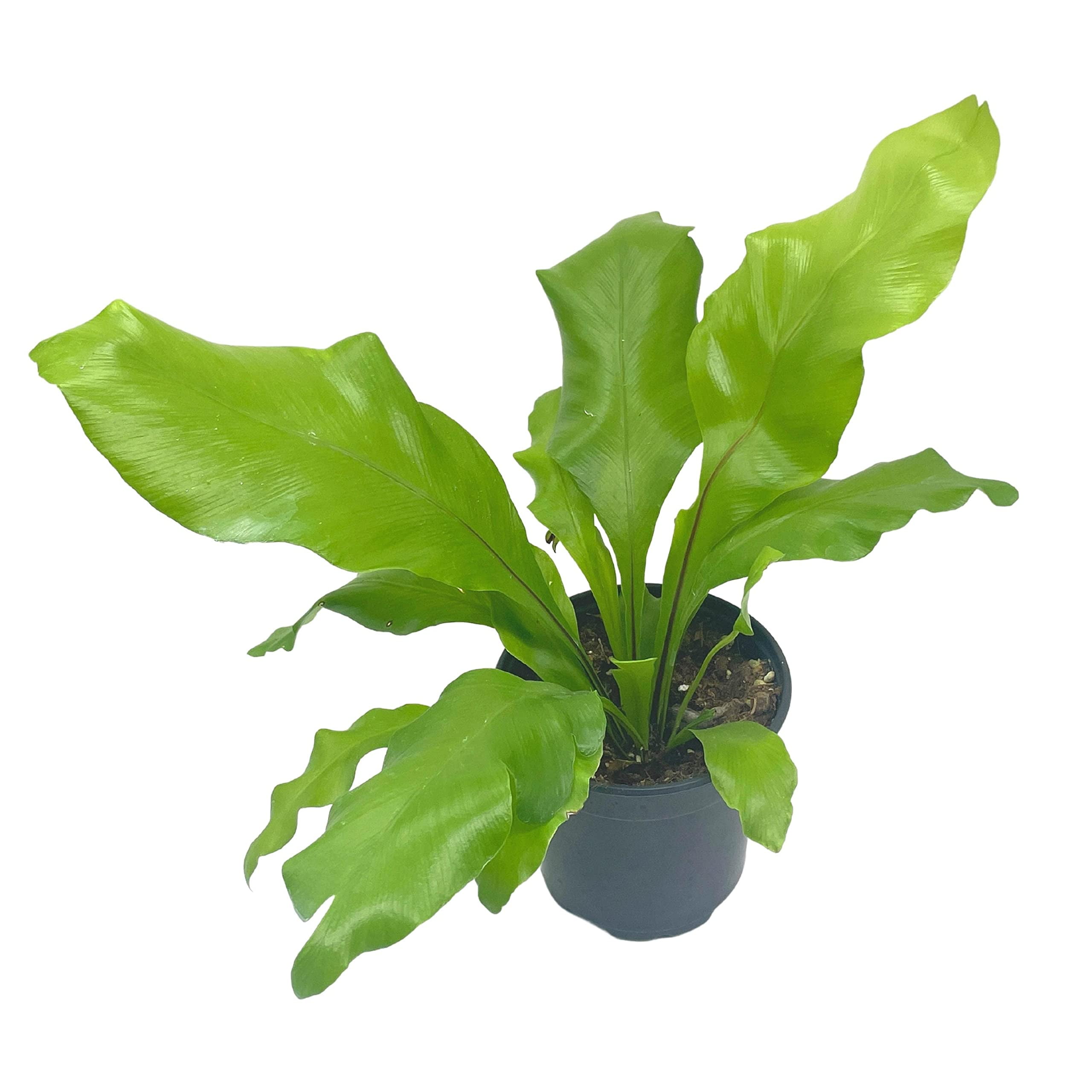 Bird Nest Fern, Nidus, 4 inch Asplenium Nidus, Bird's Nest