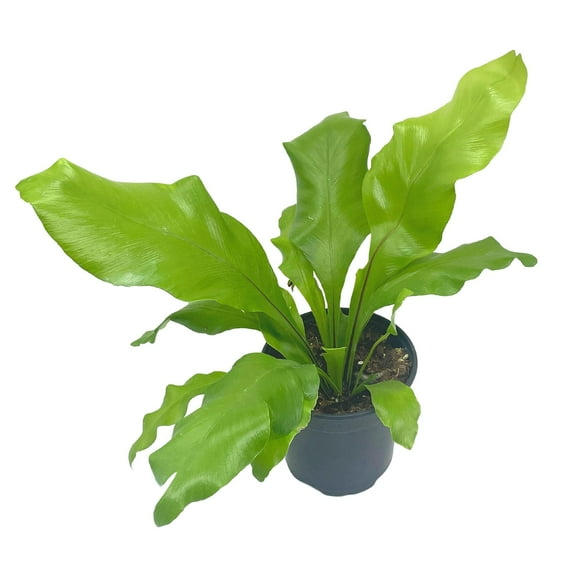 Bird Nest Fern, Nidus, 4 inch Asplenium Nidus, Bird's Nest