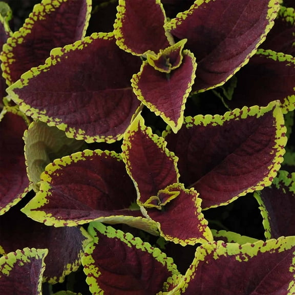 Kong Series Coleus Seeds - Scarlet - 100 Seeds - Ornamental & Decorative House & Garden Plant Seeds by Mountain Valley