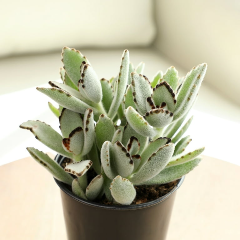 Altman Plants 4-Pack Kalanchoe in 1.64-Pint Pot | 0872636